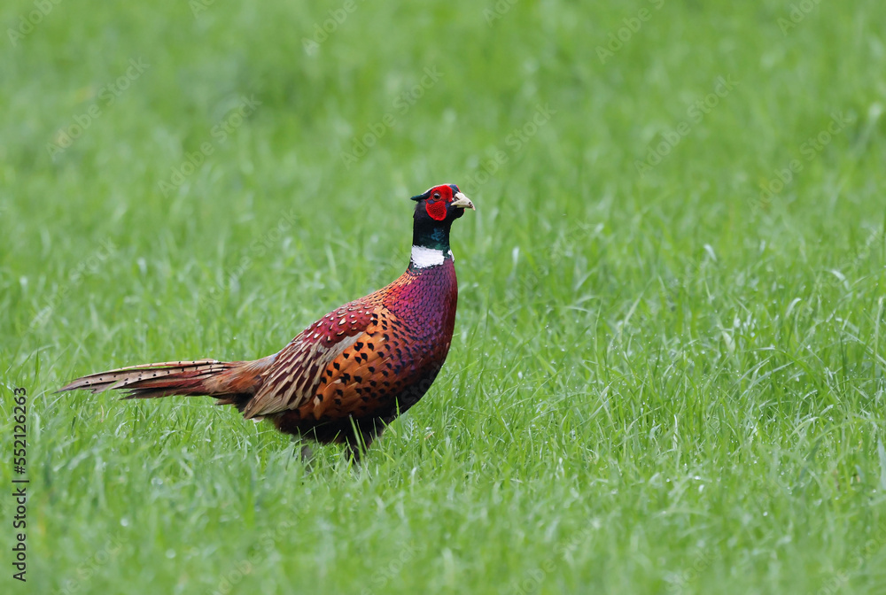 Naklejka premium Male common pheasant (Phasianus colchicus) walking on a green grass field. Beautiful exotic bird with vibrant colors and long feathers in natural environment. This colorful bird is freed for hunting.