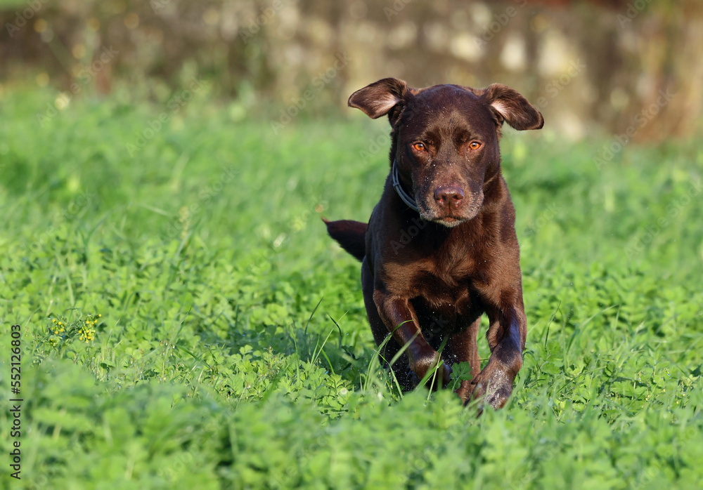 Senior dog (Canis lupus familiaris) running towards the camera in a grass field. Healthy chocolate brown labrador retriever having fun and hoping outdoors.