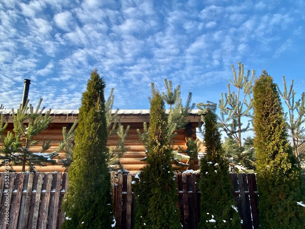 Fototapeta premium Close-up of a wooden log house in a winter pine forest. Chalet among snow-covered firs on a sunny winter day. Expensive suburban real estate. Wooden cottage in a coniferous forest against the blue sky