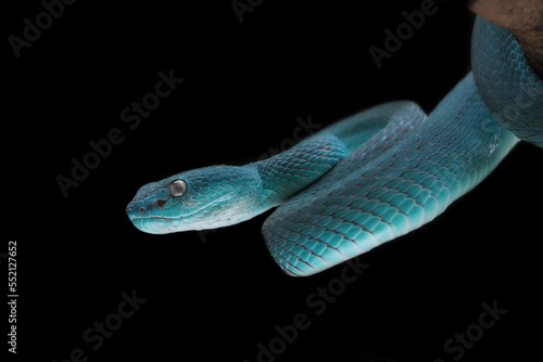 Blue viper snake on a branch, viper, blue insularis, Trimeresurus insularis