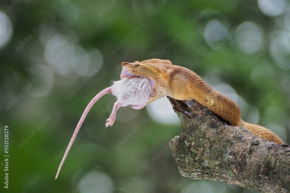 The female yellow flat-nosed viper Craspedocephalus or Trimeresurus puniceus preys on white rats The female yellow flat-nosed viper Craspedocephalus or Trimeresurus puniceus preys on white rats