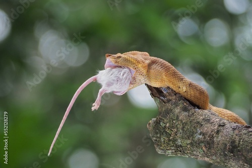 The female yellow flat-nosed viper Craspedocephalus or Trimeresurus puniceus preys on white rats