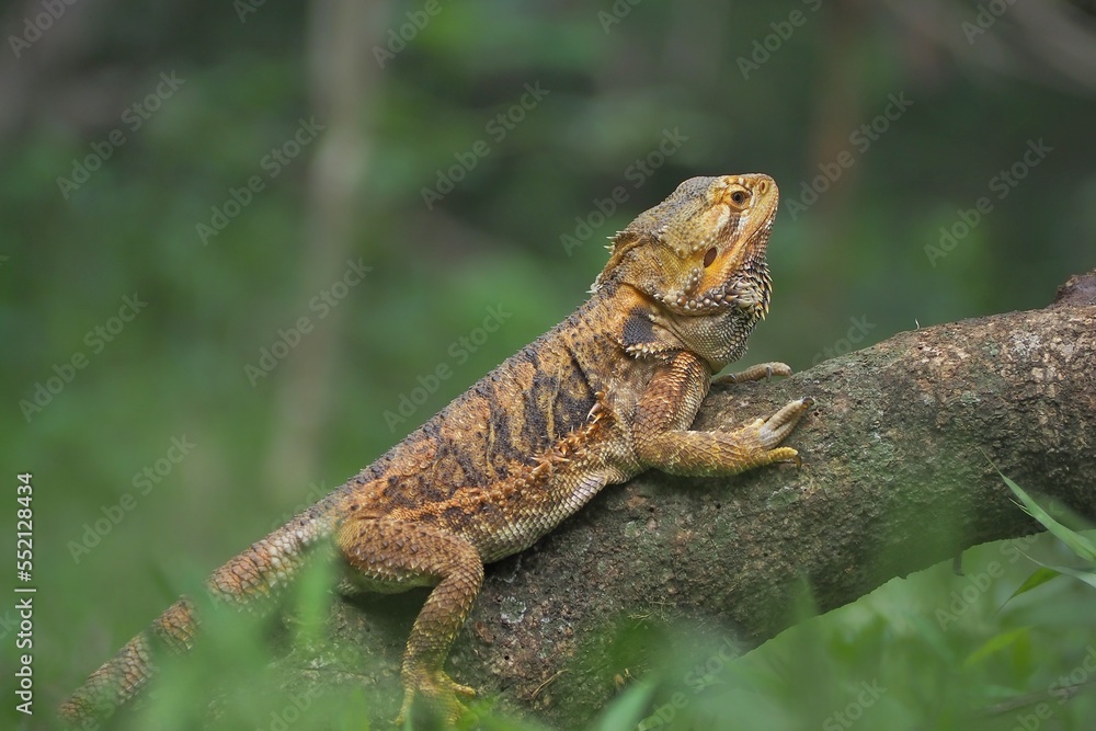 Bearded dragon on wood. The bearded dragon, which has the scientific name Pogona vitticeps, is a reptile originating from Central Australia Bearded dragon on wood. The bearded dragon, which has the scientific name Pogona vitticeps, is a reptile originating from Central Australia