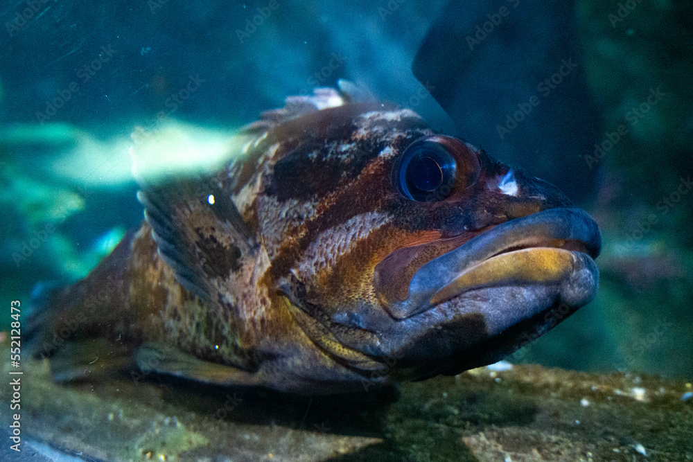 Rock fish at Aquarium of the Bay Rock fish at Aquarium of the Bay