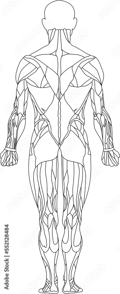 Human body, muscular system, human anatomy, rear view Human body, muscular system, human anatomy, rear view