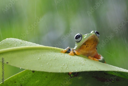 javanese tree frog on green leaf, flying frog sitting on green leaf, beautiful tree frog on green leaf, rachophorus reinwardtii
