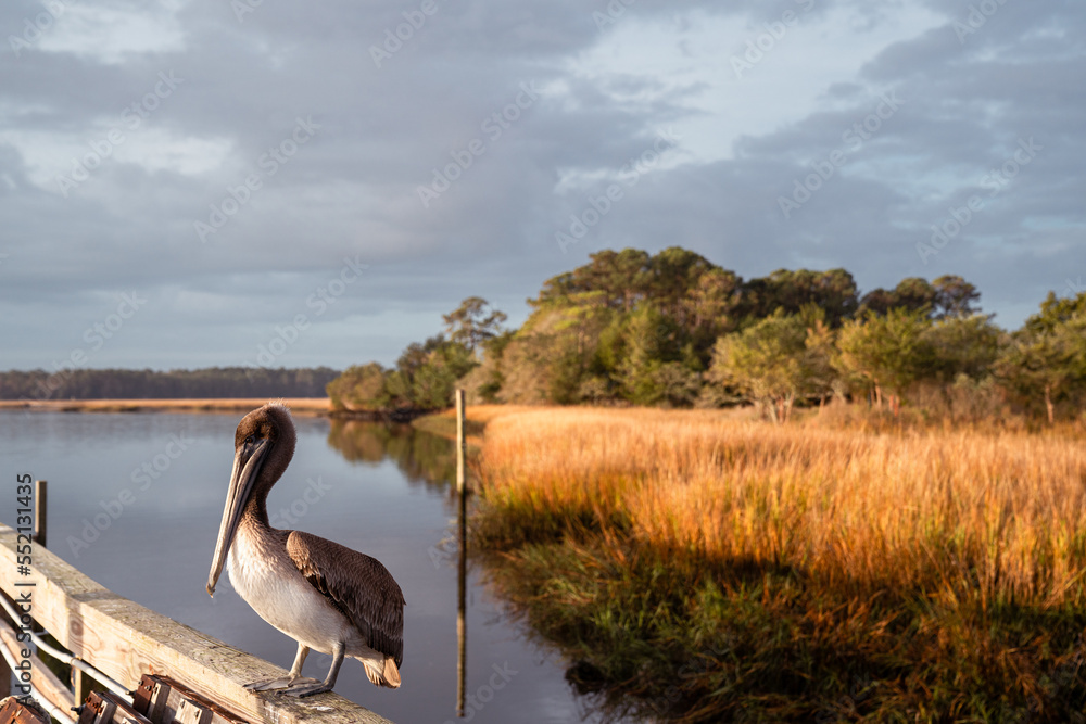 Brown Pelican close-up. Pelicans on a pier in Calabash Fishing Fleet, North Carolina