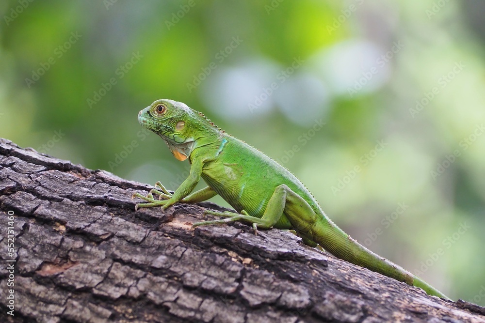 Green Iguana closeup on branch, animal closeup Green Iguana closeup on branch, animal closeup
