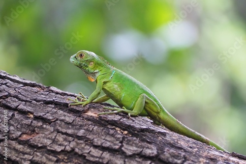 Green Iguana closeup on branch  animal closeup