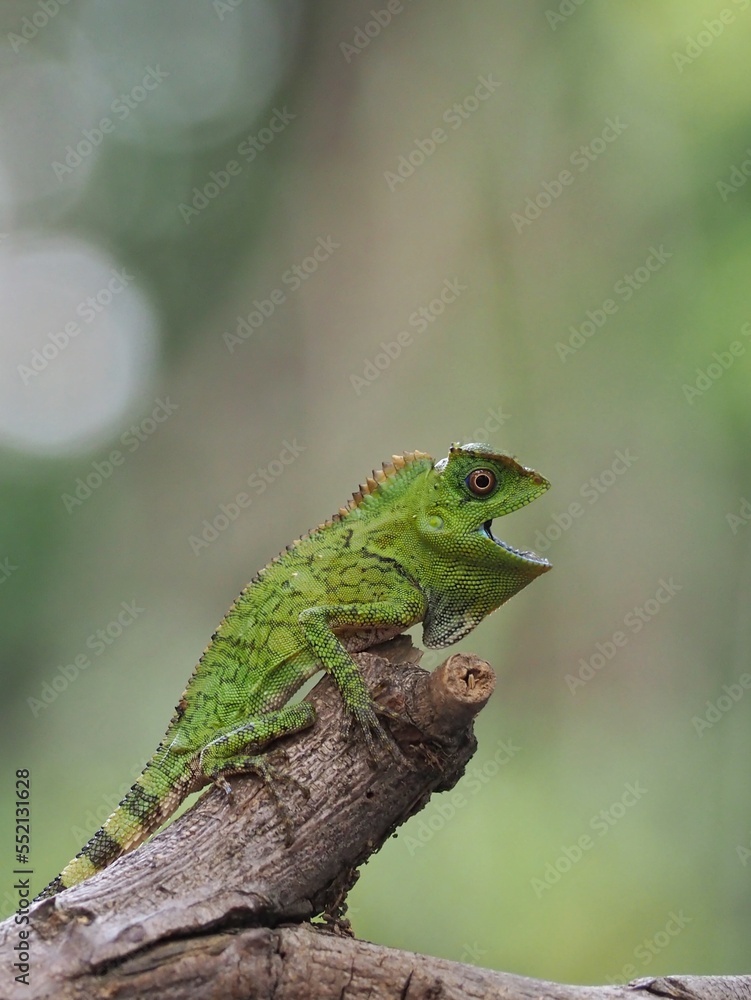 Forest dragon lizard on a branch, green lizard climbing wood Forest dragon lizard on a branch, green lizard climbing wood