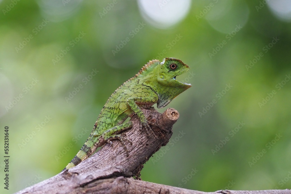 Forest dragon lizard on a branch, green lizard climbing wood Forest dragon lizard on a branch, green lizard climbing wood