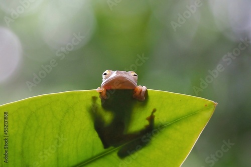 javanese tree frog on green leaf, flying frog sitting on green leaf, beautiful tree frog on green leaf, rachophorus reinwardtii photo