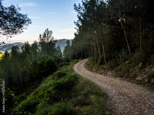 imagen de un camino de tierra entre árboles y montañas 