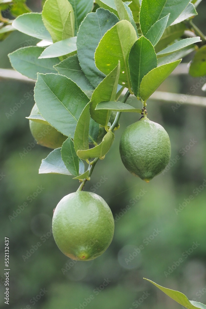 Lime trees in the garden are an excellent source of vitamin C. Green organic lime fruit hanging on a tree. Lime trees in the garden are an excellent source of vitamin C. Green organic lime fruit hanging on a tree.