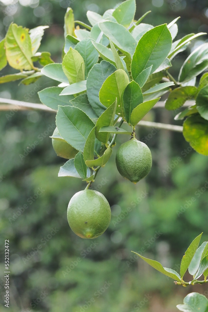 Lime trees in the garden are an excellent source of vitamin C. Green organic lime fruit hanging on a tree.