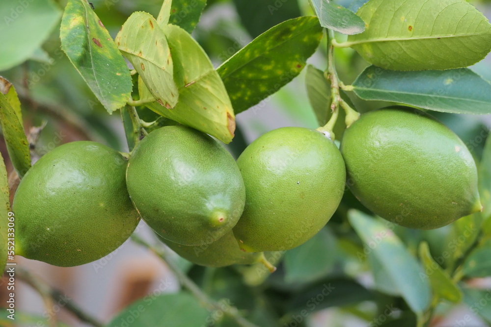 Lime trees in the garden are an excellent source of vitamin C. Green organic lime fruit hanging on a tree.