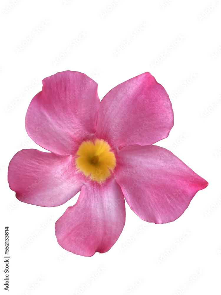 dipladenia 8 dipladenia 8