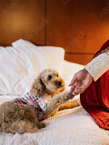 Funny cocker spaniel lying on bed in the bedroom and giving paw to his owner man