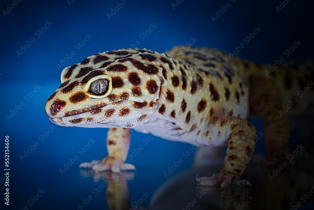 close up of a leopard gecko close up of a leopard gecko