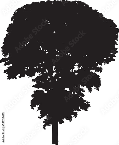 American Elm Vector 