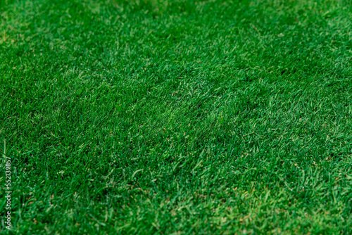 Green grass, lawn on the football field