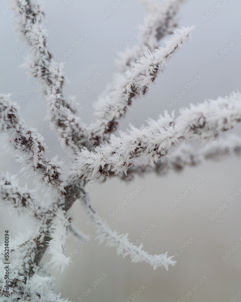 Frozen tree branch. Beautiful winter in my village forest. Frozen tree branch. Beautiful winter in my village forest.