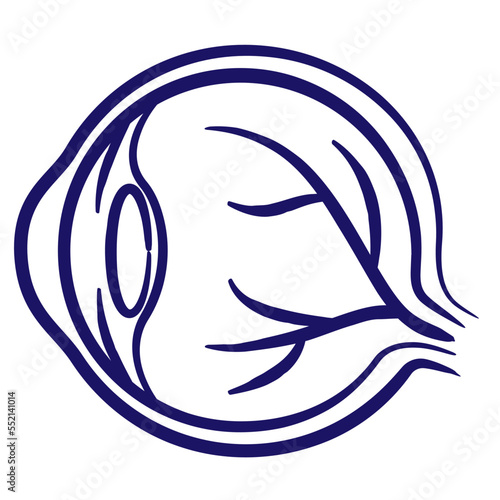 Eyeball in section minimal vector icon drawn with brush line. Blue linear medical pictogram isolated on transparent background