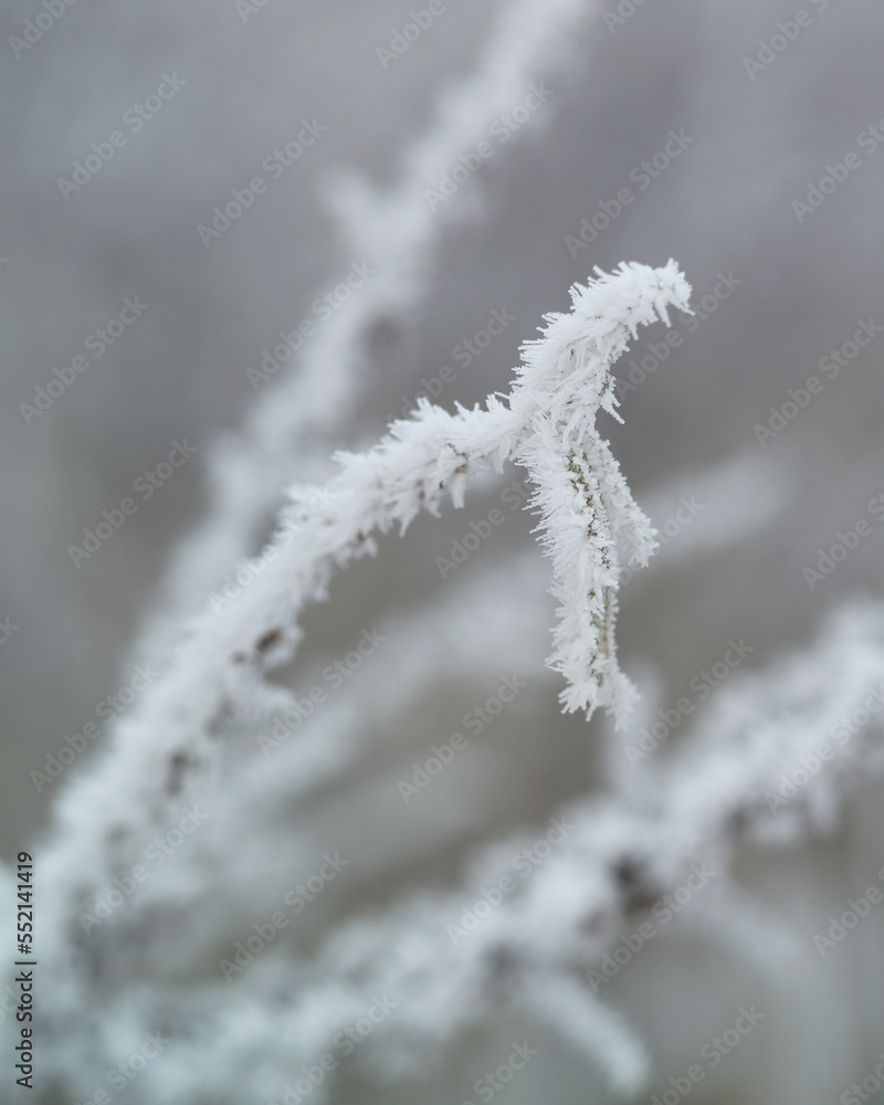 Dry and dead bush in winter forest. Cold in Europe, frozen branches in frost. Energy crisis in the Baltic countries. Dry and dead bush in winter forest. Cold in Europe, frozen branches in frost. Energy crisis in the Baltic countries.