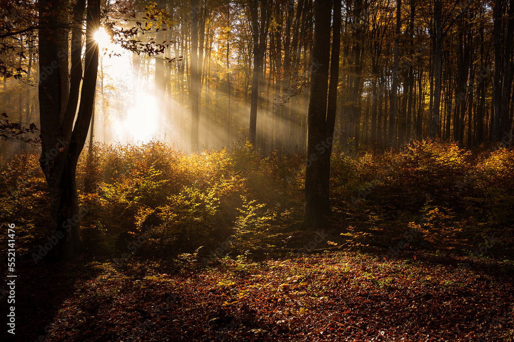 Beautiful colourful landscape in autumn season with rays of light in. forest. Romania