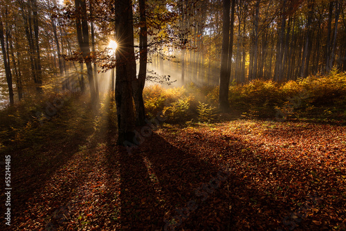 Beautiful colourful landscape in autumn season with rays of light in. forest. Romania