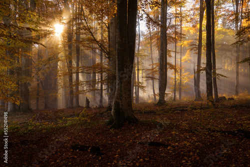 Beautiful colourful landscape in autumn season with rays of light in. forest. Romania