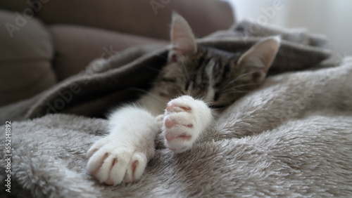 gattino che dorme sotto plaid morbido con le zampe fuori photo