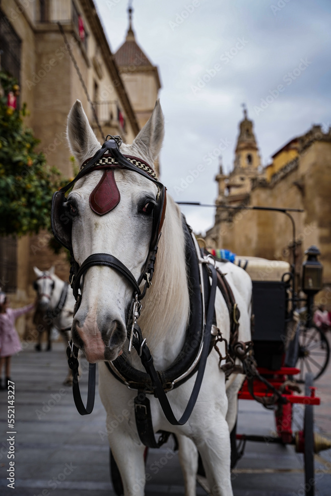 Fototapeta premium Horse carriage in the old town of Cordoba on a cloudy day