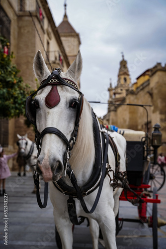 Horse carriage in the old town of Cordoba on a cloudy day