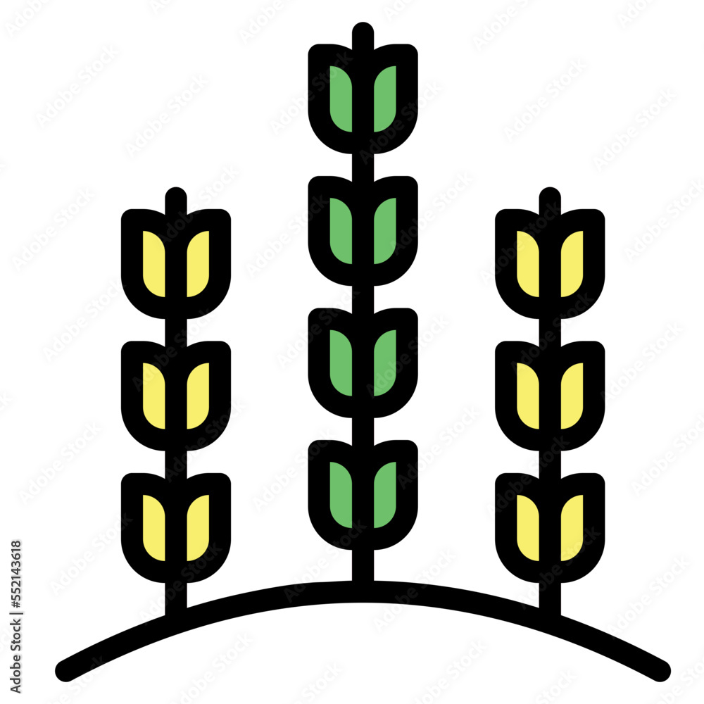 wheat wheat