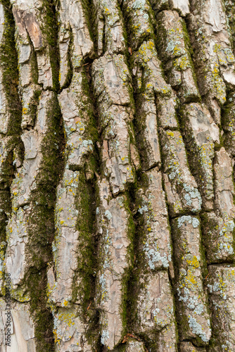 Close up of tree bark with moss and lichens growing on it .in Israel 