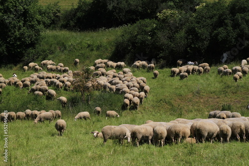 Schafe weiden auf Wiesen im Biosphärenreservat Rhoen. Thueringen, Deutschland, Europa  - 
Sheep graze on meadows in the Rhoen biosphere reserve. Thuringia, Germany, Europ