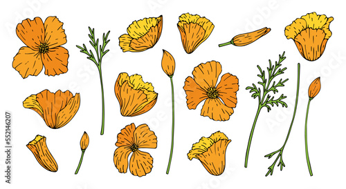 Set of flowers poppy isolated on white background