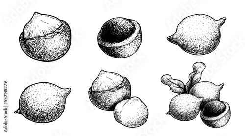 Hand drawn sketch style Macadamia nut set. Exotic nuts collection. Culinar and cosmetic product drawings. Whole and peeled nuts. Vector illustration.