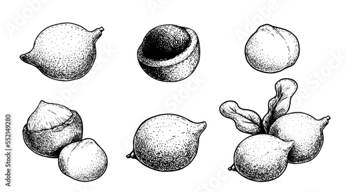 Hand drawn sketch style Macadamia nut set. Exotic nuts collection. Culinar and cosmetic product drawings. Whole and peeled nuts. Vector illustration.