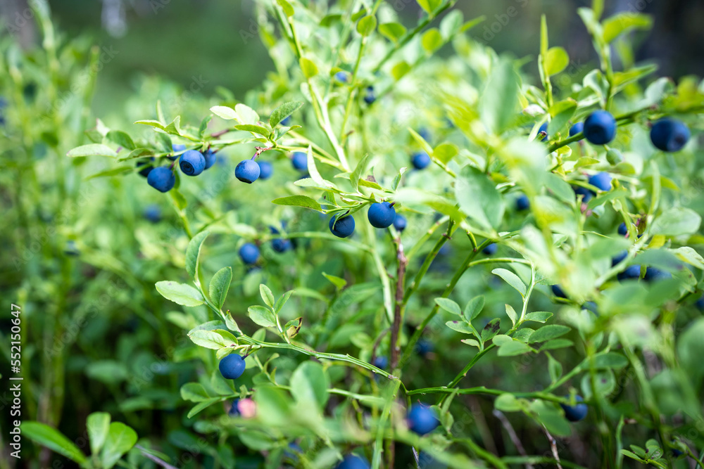 Green bush of wild forest ripe blueberries Green bush of wild forest ripe blueberries