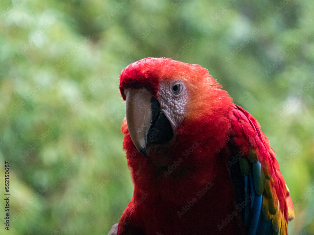 Scarlet Macaws, Amazonia