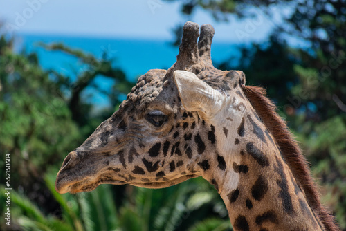 Giraffe