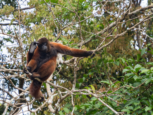 Amazonia