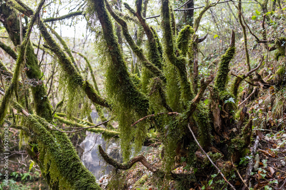 Fototapeta premium Mountain forest near a waterfall, tree trunks shrouded in green moss