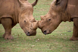 Two rhinoceroses facing each other head to head