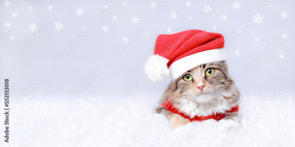 Kitten on a white background. Happy New Year. Merry Christmas. Web banner. Copy space. Cat in a Xmas red hat. Snowflake. Ready postcard 2023. Cat
in Santa costume looks at the camera. Greeting card Kitten on a white background. Happy New Year. Merry Christmas. Web banner. Copy space. Cat in a Xmas red hat. Snowflake. Ready postcard 2023. Cat
in Santa costume looks at the camera. Greeting card