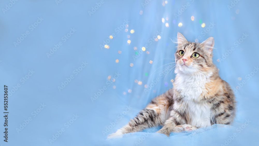Christmas holidays and New Year concept. Kitten on a blue background with sparkling lights or stars. Funny Kitten looks at camera. Shiny bokeh. Cat on a festive blue background. Xmas. Cat close up