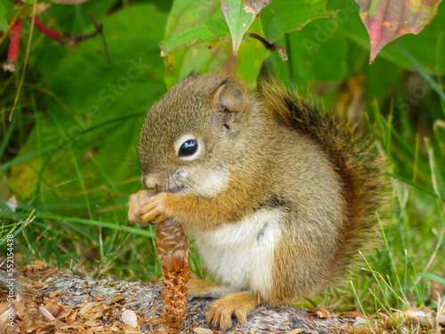 squirrel in the park