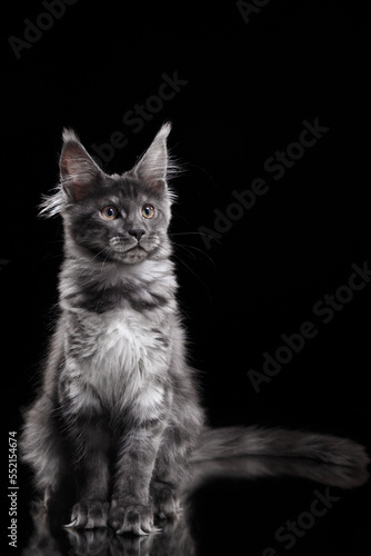  Maine Coon Kitten on a black background. striped cat portrait in studio